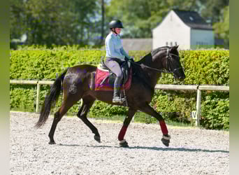 Cruzado, Klacz, 4 lat, 158 cm, Kara