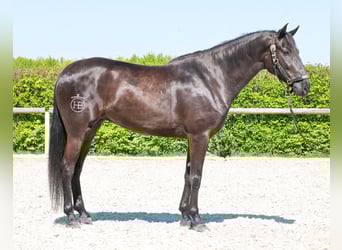 Cruzado, Klacz, 4 lat, 158 cm, Kara