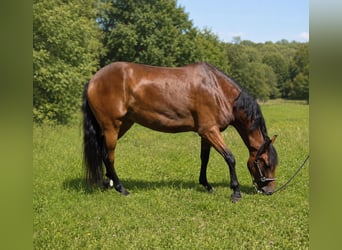 Cruzado, Klacz, 4 lat, 160 cm, Gniada