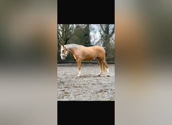 Cruzado, Klacz, 4 lat, 160 cm, Izabelowata