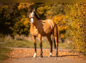 Cruzado Mix, Klacz, 4 lat, 160 cm, Jelenia