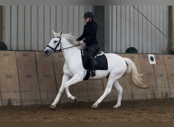 Cruzado, Klacz, 5 lat, 150 cm, Siwa