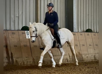 Cruzado, Klacz, 5 lat, 150 cm, Siwa