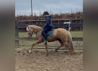 Cruzado, Klacz, 5 lat, 152 cm, Dunalino