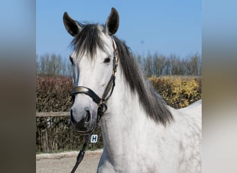 Cruzado, Klacz, 5 lat, 155 cm