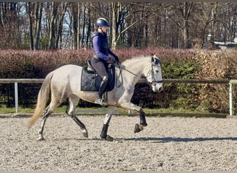 Cruzado, Klacz, 5 lat, 155 cm
