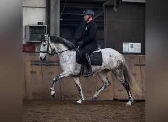 Cruzado, Klacz, 5 lat, 155 cm, Siwa