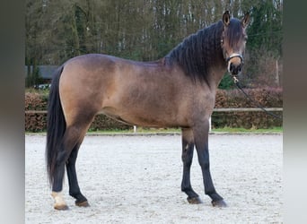 Cruzado, Klacz, 5 lat, 157 cm, Bułana