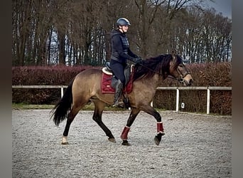 Cruzado, Klacz, 5 lat, 157 cm, Bułana