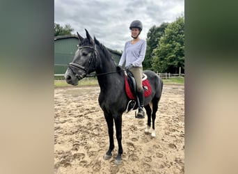 Cruzado, Klacz, 5 lat, 157 cm, Siwa jabłkowita