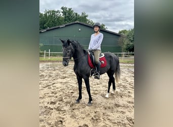 Cruzado, Klacz, 5 lat, 157 cm, Siwa jabłkowita