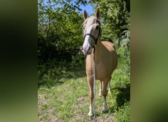 Cruzado, Klacz, 5 lat, 160 cm, Izabelowata