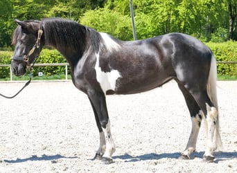 Cruzado, Klacz, 6 lat, 150 cm, Srokata