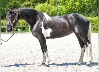 Cruzado, Klacz, 6 lat, 150 cm, Srokata