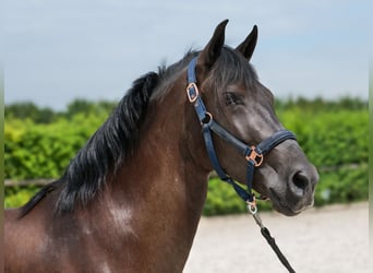 Cruzado, Klacz, 6 lat, 160 cm, Ciemnogniada
