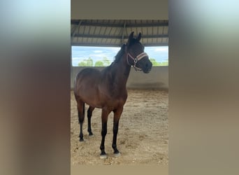 Cruzado, Klacz, 6 lat, 162 cm, Ciemnogniada