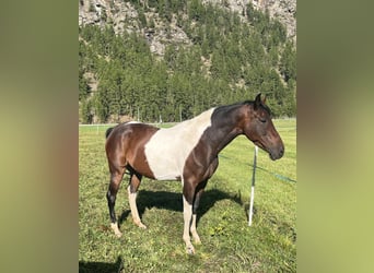 Cruzado, Klacz, 7 lat, 144 cm, Srokata
