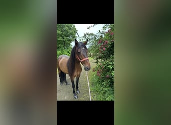 Cruzado, Klacz, 7 lat, 150 cm, Gniada