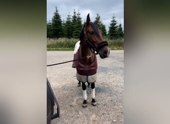 Cruzado, Klacz, 7 lat, 157 cm, Gniada