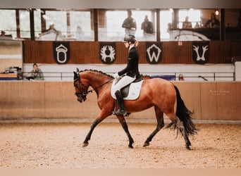 Cruzado, Klacz, 7 lat, 157 cm, Gniada