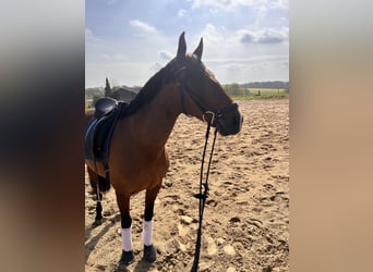 Cruzado, Klacz, 7 lat, 157 cm, Gniada