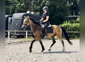 Cruzado, Klacz, 7 lat, 160 cm, Bułana