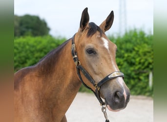 Cruzado, Klacz, 7 lat, 160 cm, Bułana