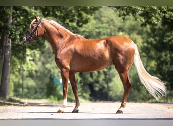 Cruzado, Klacz, 7 lat, 160 cm, Kasztanowata