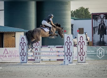 Cruzado Mix, Klacz, 7 lat, 180 cm, Siwa