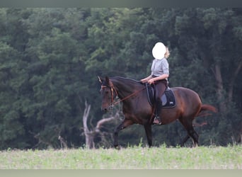 Cruzado, Klacz, 8 lat, 162 cm, Ciemnogniada