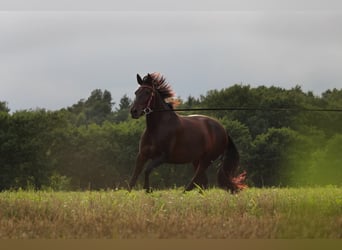Cruzado, Klacz, 8 lat, 162 cm, Ciemnogniada