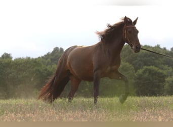 Cruzado, Klacz, 8 lat, 162 cm, Ciemnogniada