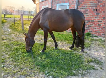 Cruzado, Klacz, 8 lat, 162 cm, Gniada