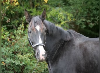 Cruzado Mix, Klacz, 8 lat, 163 cm, Kara