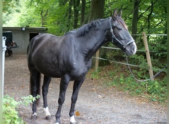 Cruzado Mix, Klacz, 8 lat, 163 cm, Kara