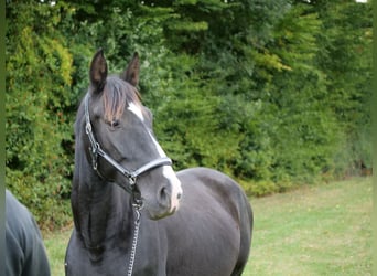 Cruzado Mix, Klacz, 8 lat, 163 cm, Kara