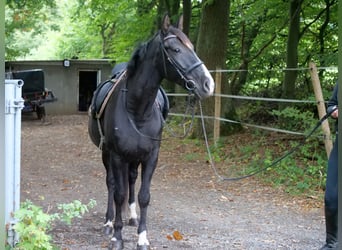 Cruzado Mix, Klacz, 8 lat, 163 cm, Kara