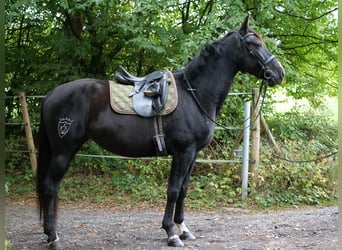 Cruzado Mix, Klacz, 8 lat, 163 cm, Kara