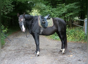 Cruzado Mix, Klacz, 8 lat, 163 cm, Kara