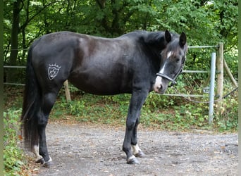 Cruzado Mix, Klacz, 8 lat, 163 cm, Kara