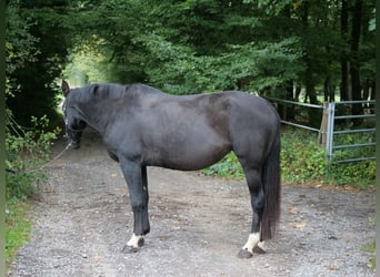 Cruzado Mix, Klacz, 8 lat, 163 cm, Kara