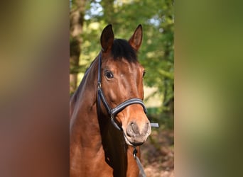 Cruzado, Klacz, 9 lat, 155 cm, Gniada