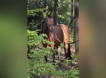 Cruzado, Klacz, 9 lat, 155 cm, Gniada