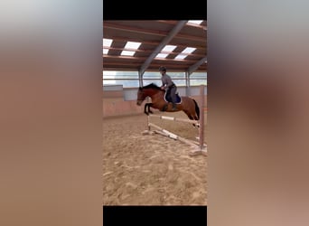 Cruzado, Klacz, 9 lat, 155 cm, Gniada