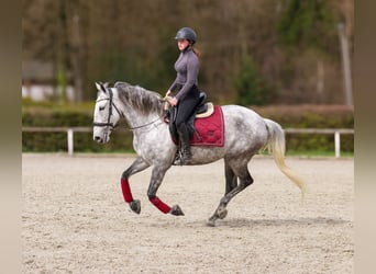 Cruzado, Klacz, 9 lat, 155 cm, Siwa w hreczce