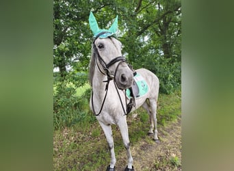 Cruzado Mix, Mare, 10 years, 14,2 hh, Grey