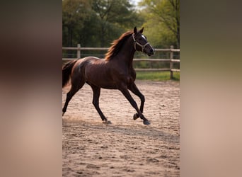 Cruzado, Mare, 10 years, 15,1 hh, Chestnut