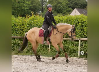 Cruzado, Mare, 10 years, 15,2 hh, Dun