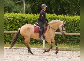 Cruzado, Mare, 10 years, 15,2 hh, Dun