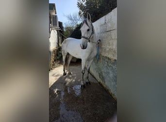 Cruzado, Mare, 10 years, 16 hh, Grey-Dapple